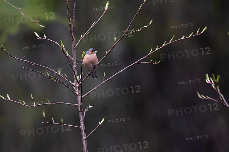 Common chaffinch