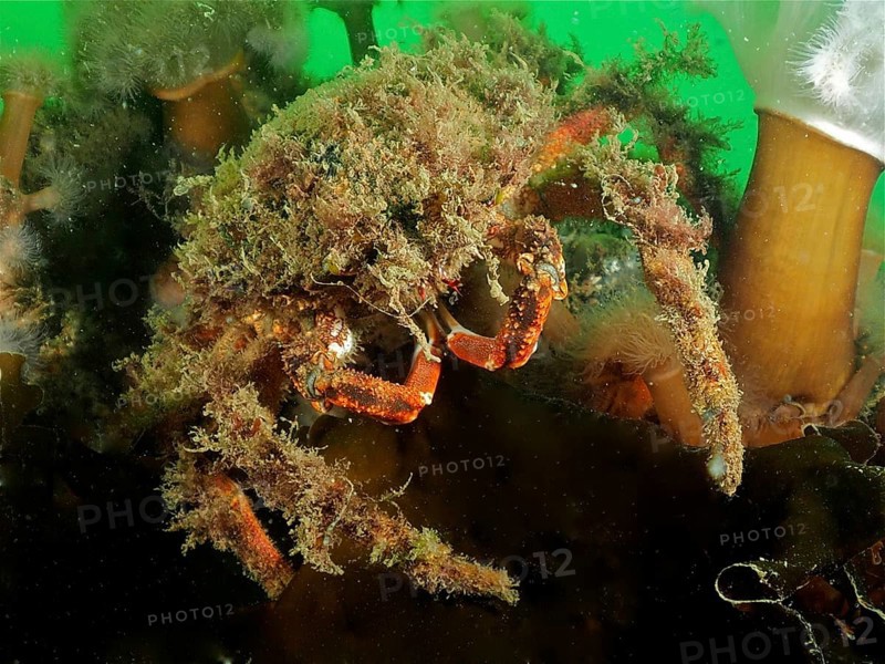 European spider crab