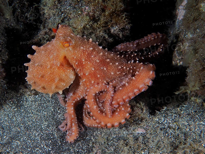White spotted octopus