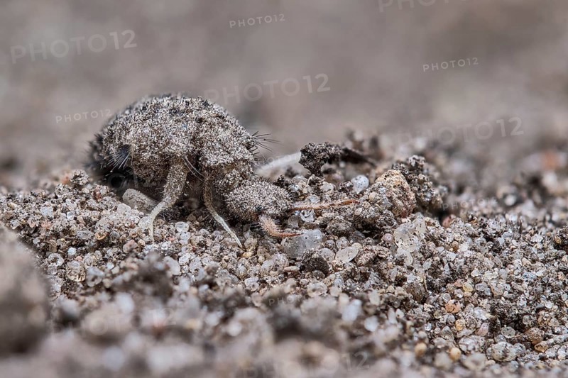 European ant lion