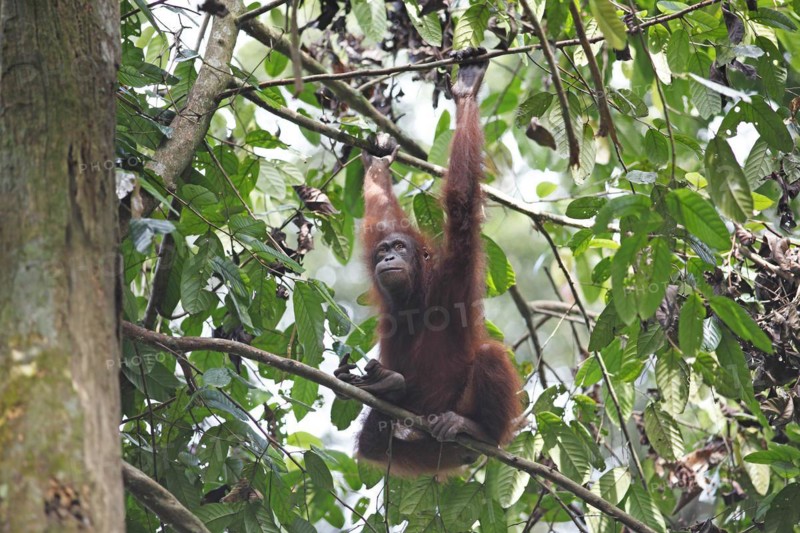 Orang Utan hanging from a branch