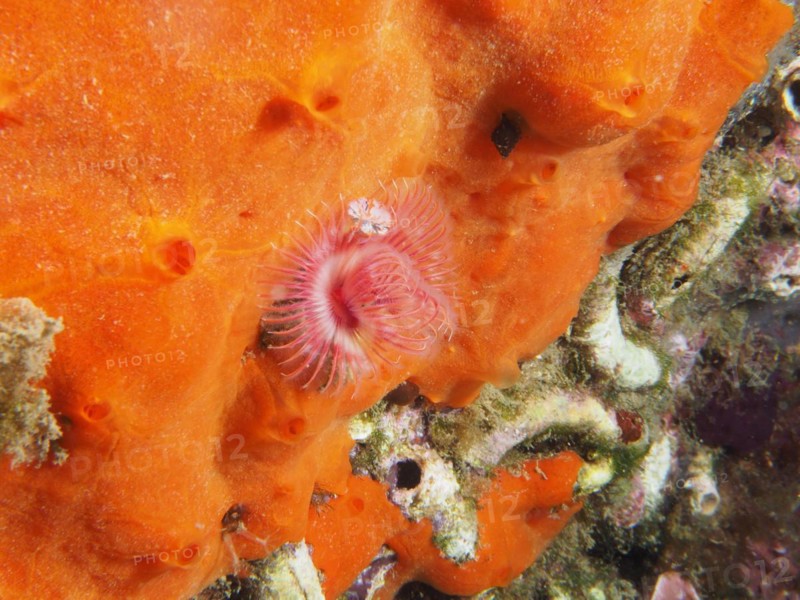 Small calcareous tube worm