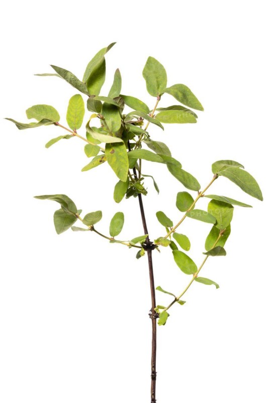 Honeyberry