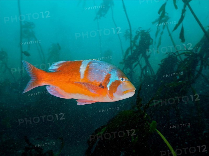 Red Roman sea bream