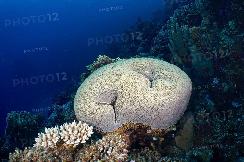 Edwards star coral