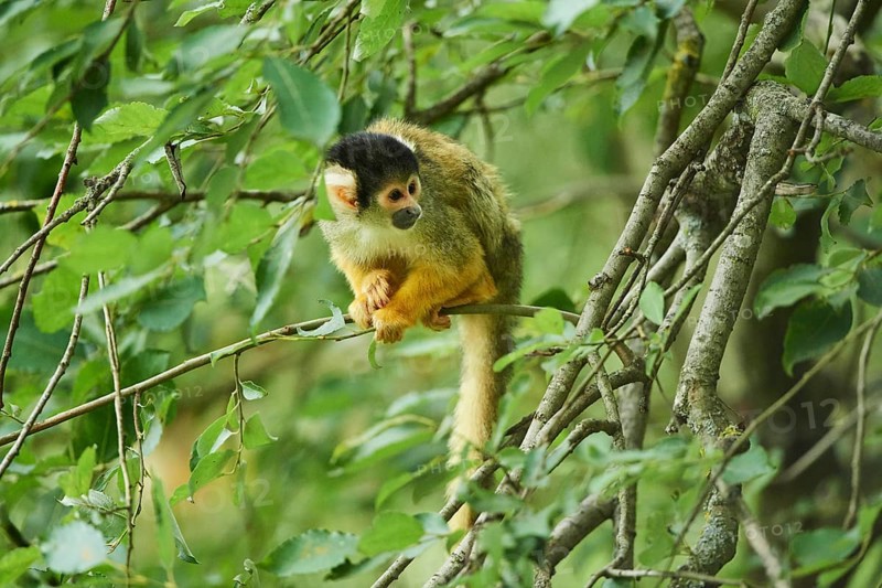 Common squirrel monkey