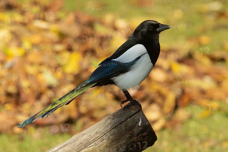 Magpie sitting on tree trunk in front of autumn leaves