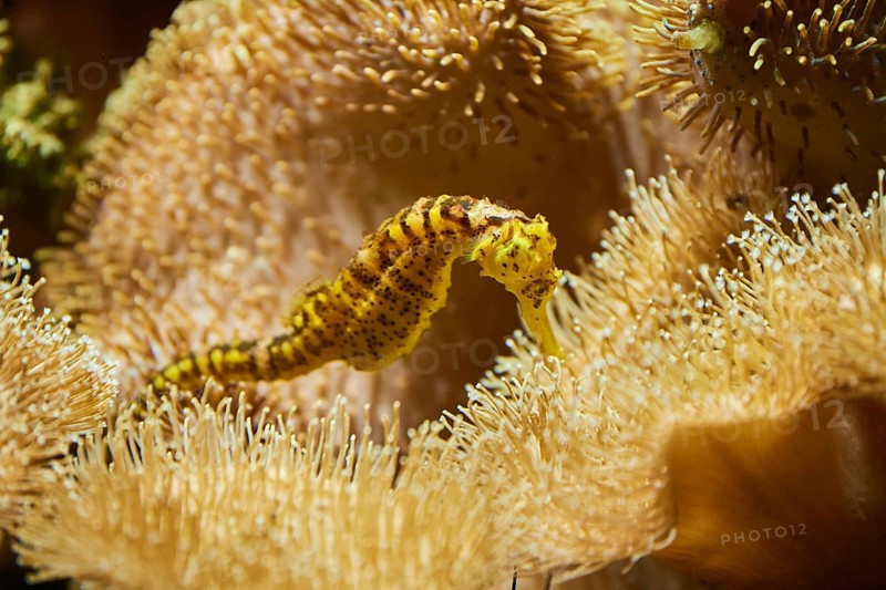 Tiger tail seahorse