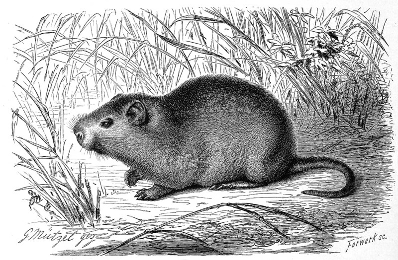 Greater cane rat