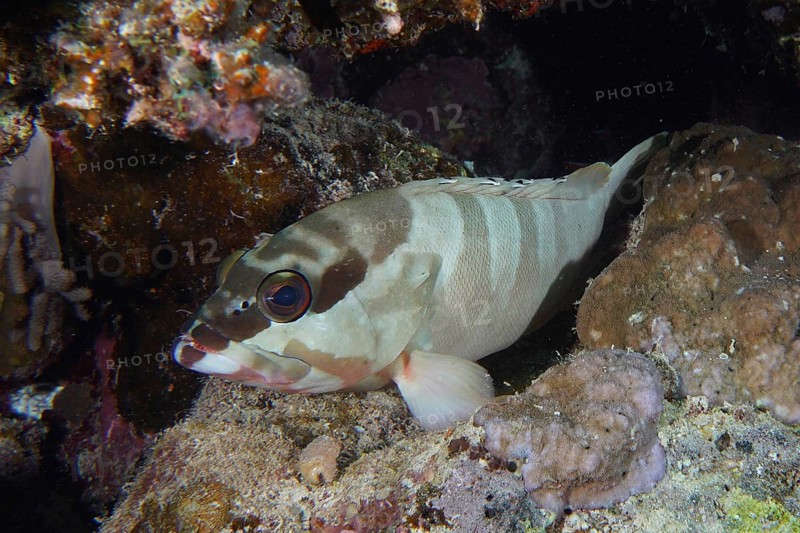 Blacktip grouper