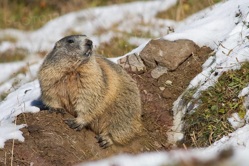 Alpine marmot