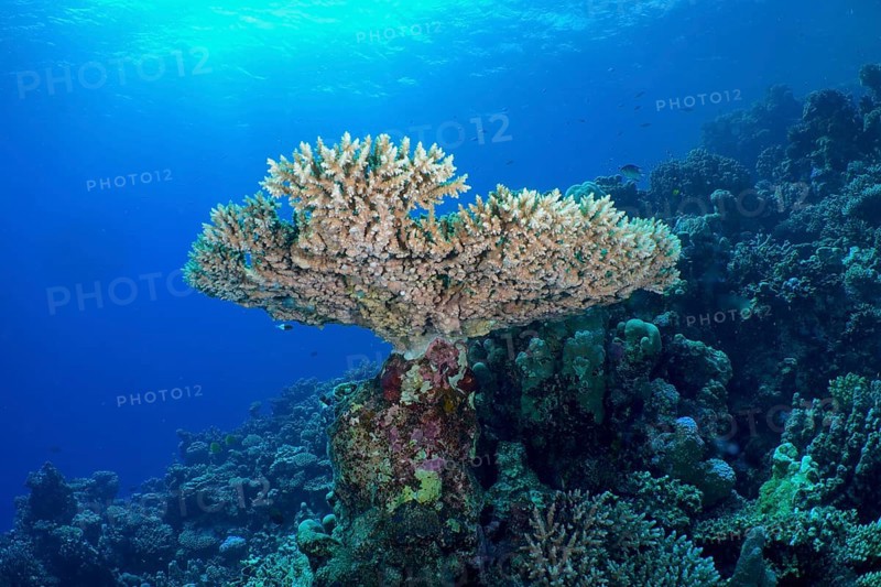 Small polyp stony coral