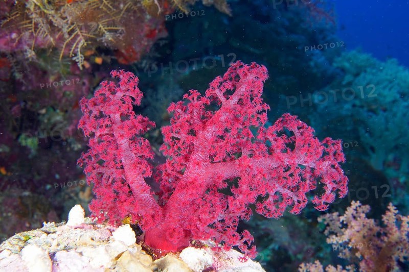 Klunzinger's klunzinger's soft coral