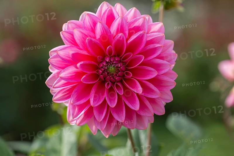 Red dahlia