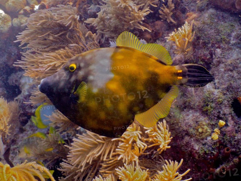 Whitespotted filefish