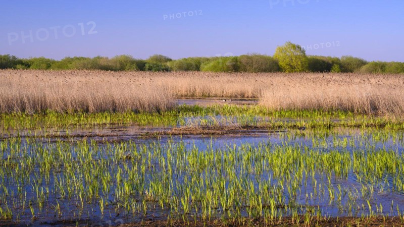 Reed on the shore of Lake Duemmer