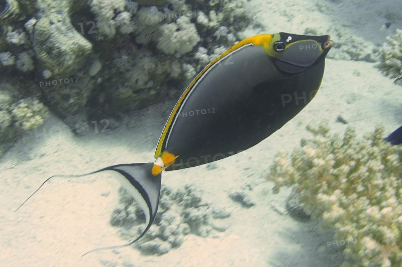 Indian yellowblade nose doctor fish