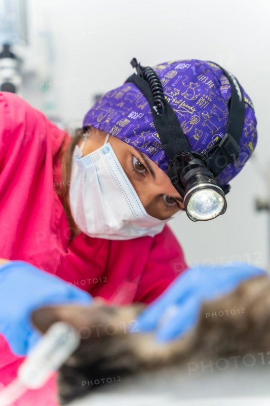 Veterinary clinic with a cat