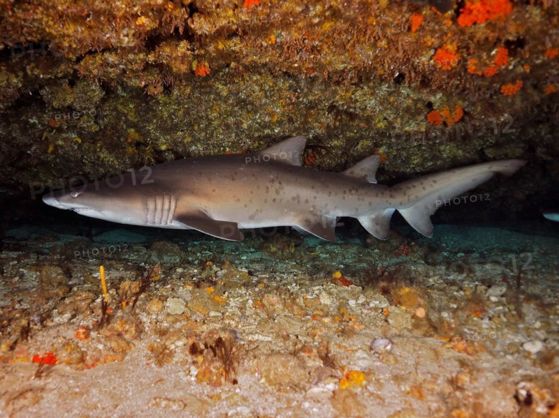 Sand tiger shark