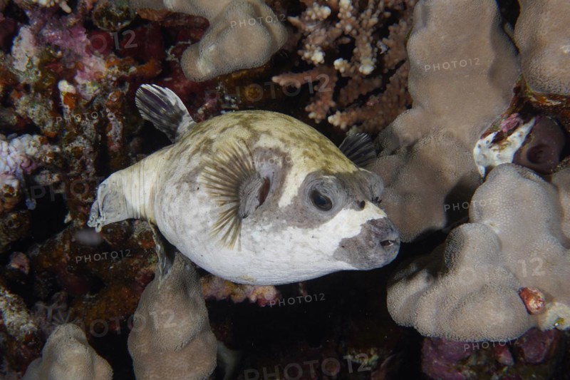Close-up of masked puffer