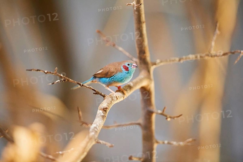 Red-cheeked cordonbleu