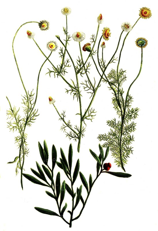 Botany