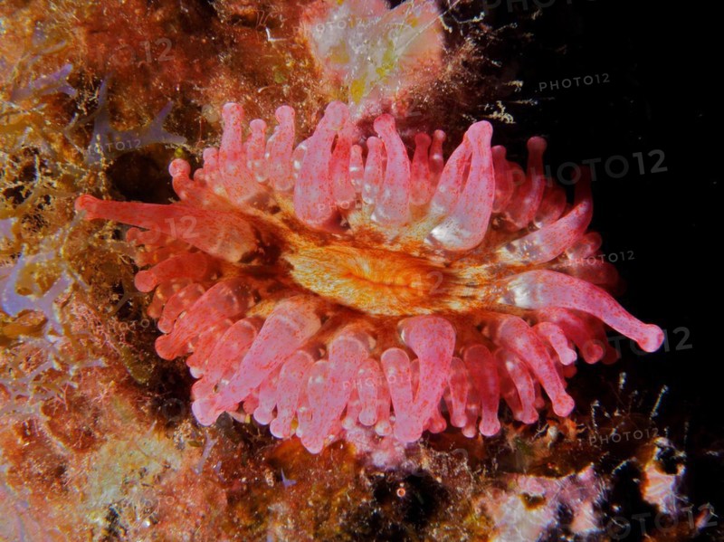 Pink club-tipped anemone