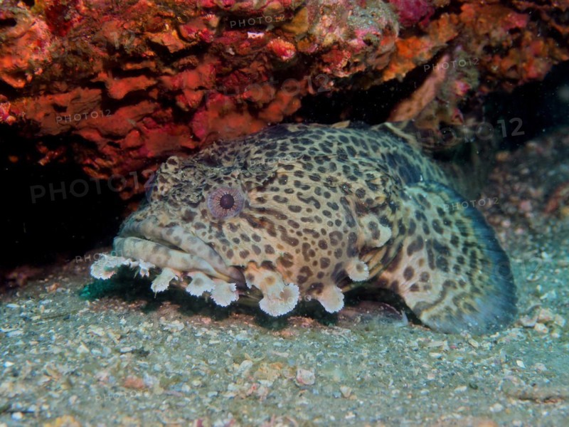 Gulf toadfish