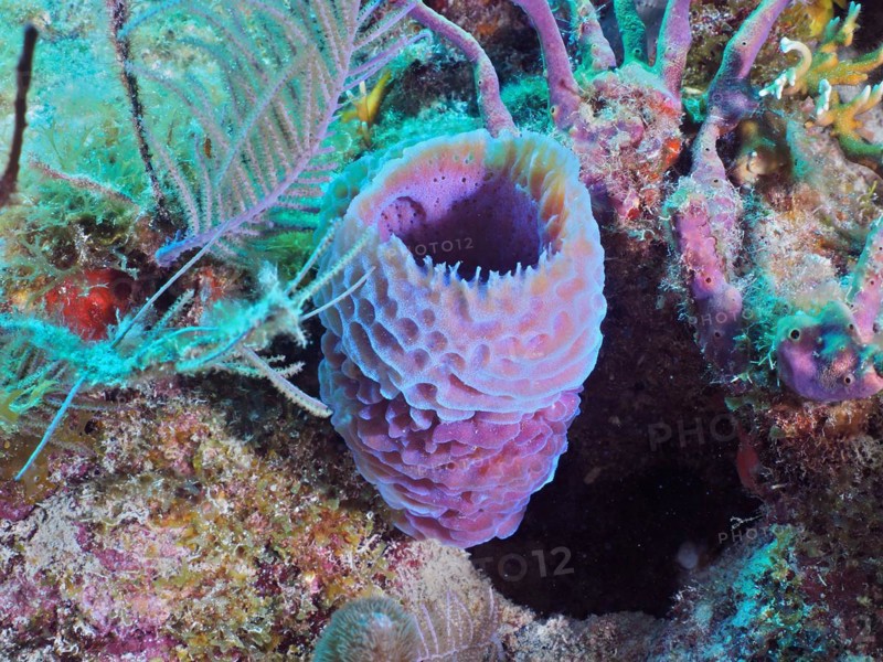 Purple vase sponge