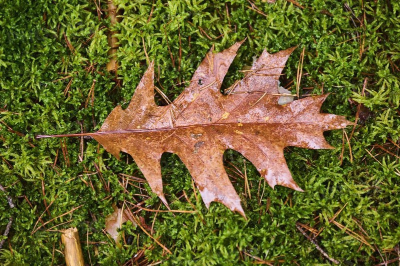 Northern red oak