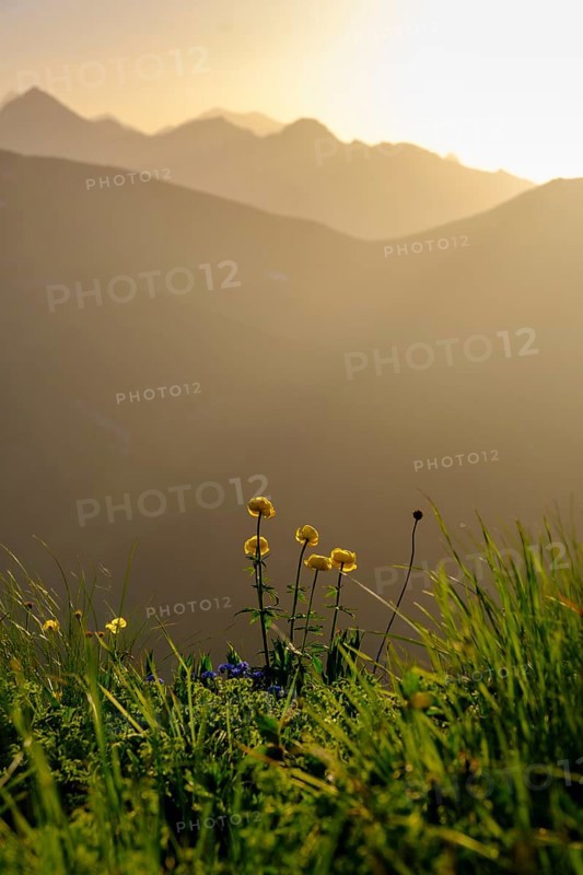 Troll flowers