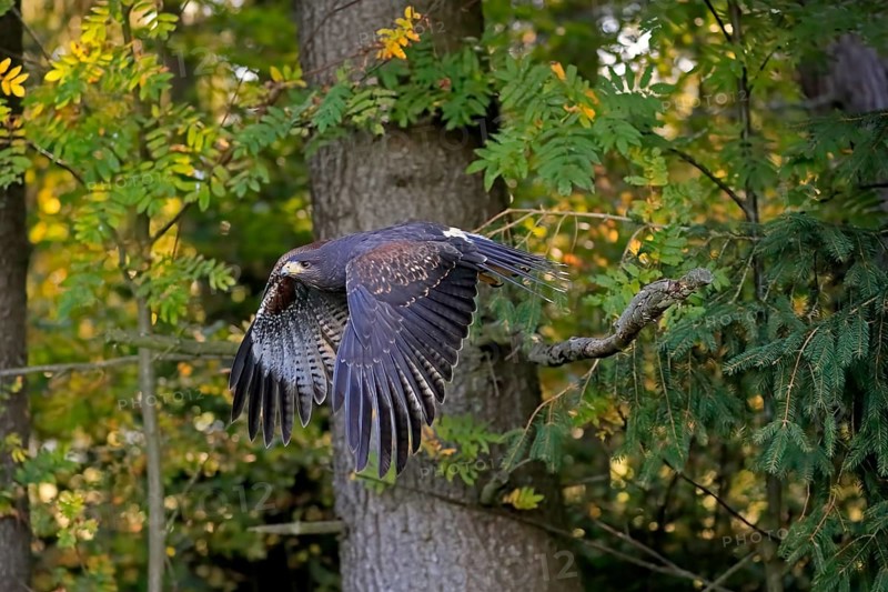 Harris's hawk