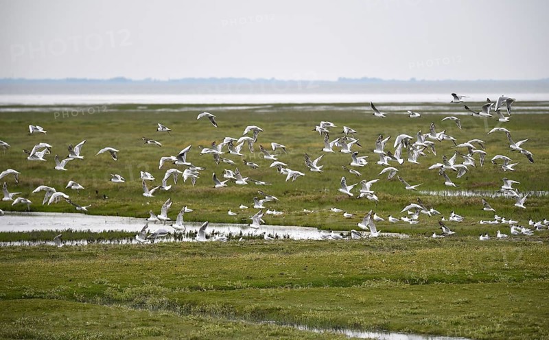 Black-headed gulls
