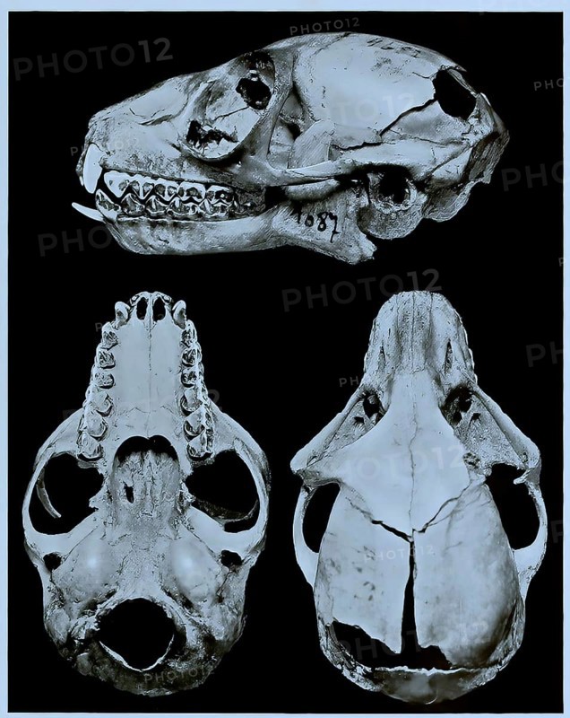 Skull bone