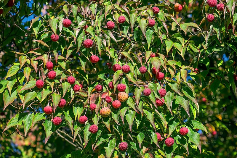 Kousa dogwood
