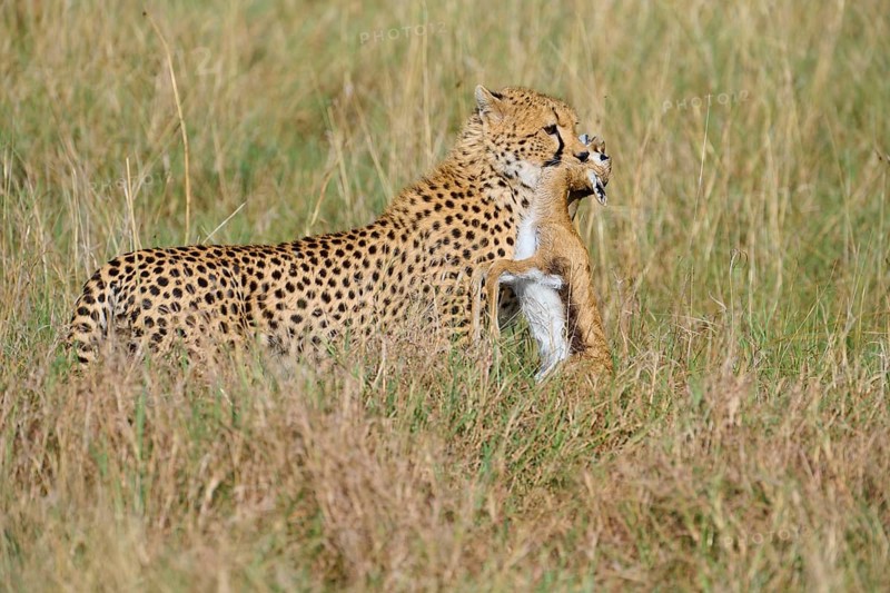 Cheetah