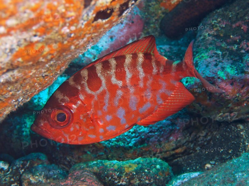 Bigeye glasseye snapper