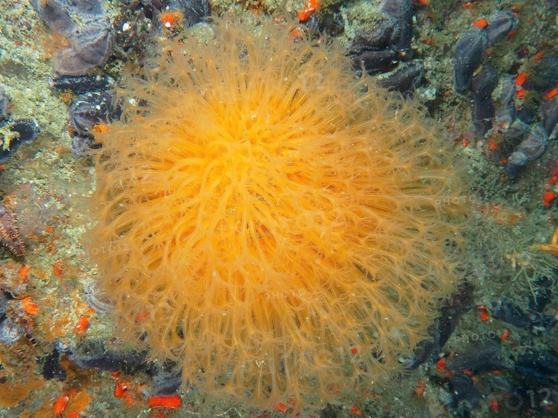 Sunray soft coral