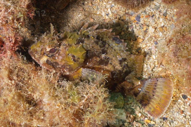 Black scorpionfish