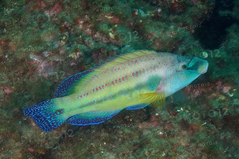 East atlantic peacock wrasse