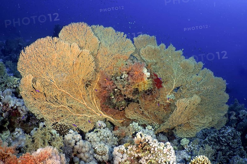 Giant sea fan