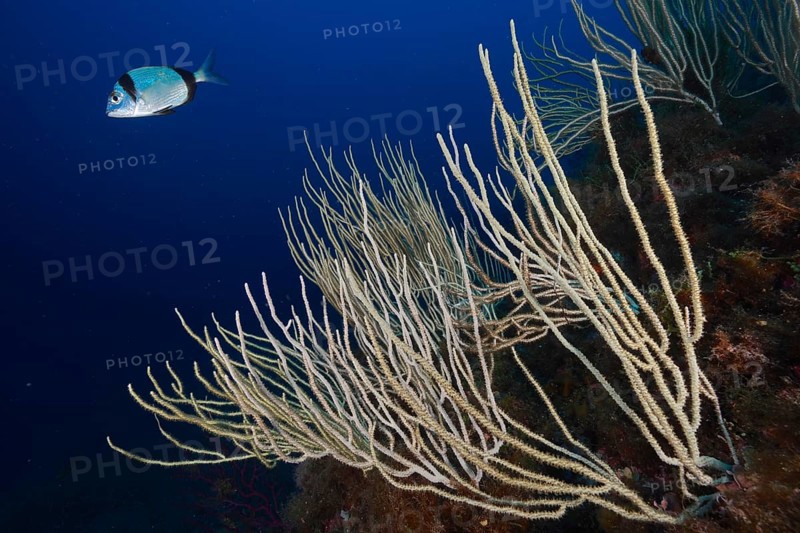 White gorgonian