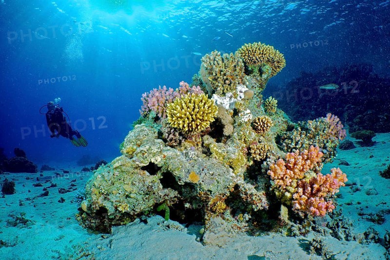 Large coral block with Low Staghorn Coral