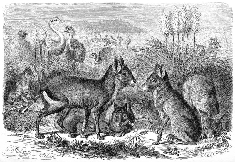 Great patagonian mara