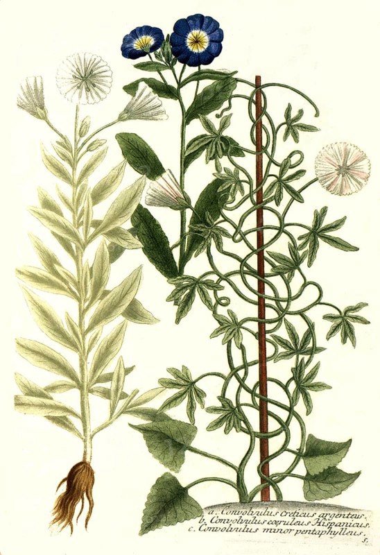 Botany