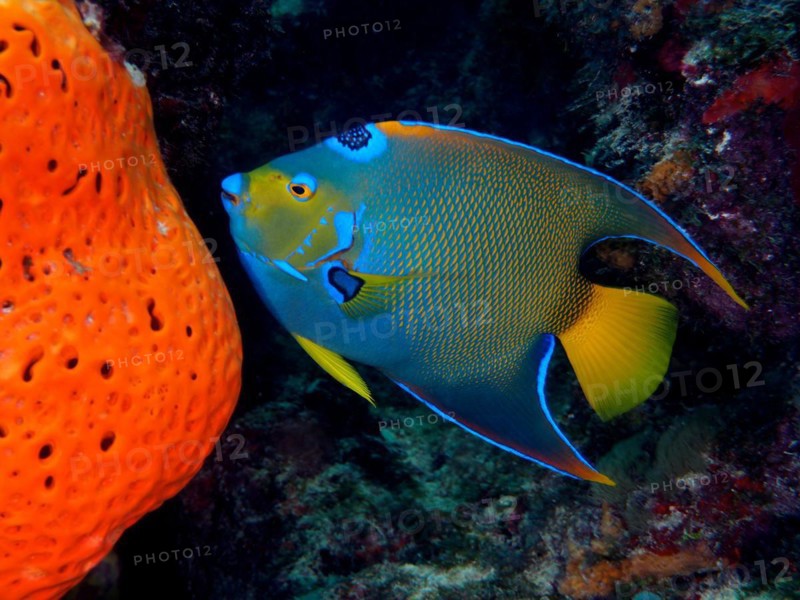Queen Angelfish