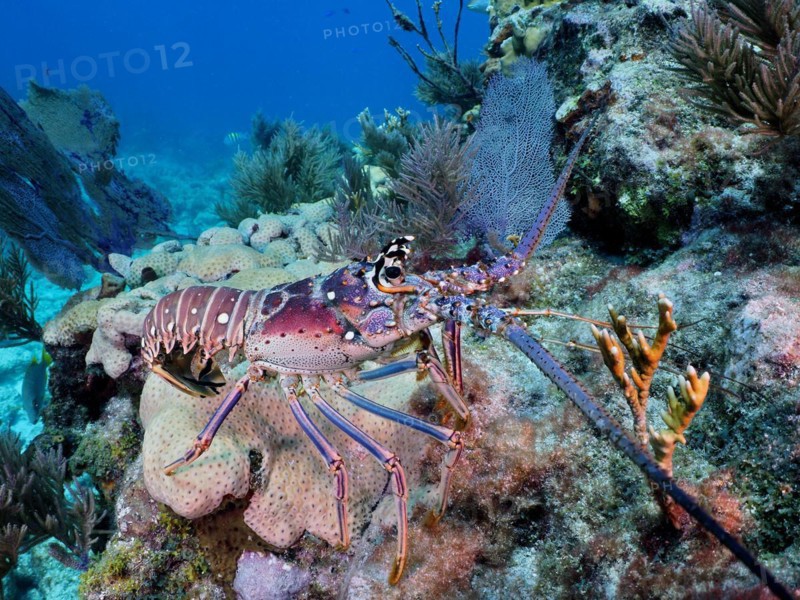 Caribbean spiny crayfish