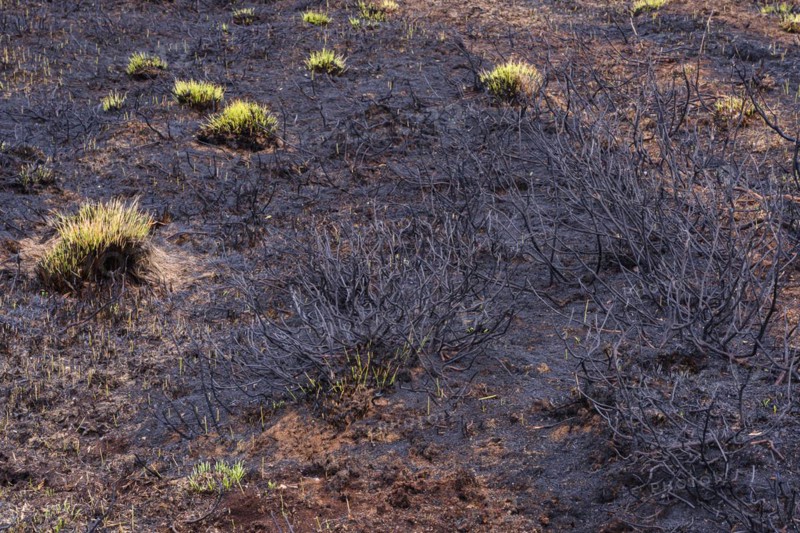Moor fire