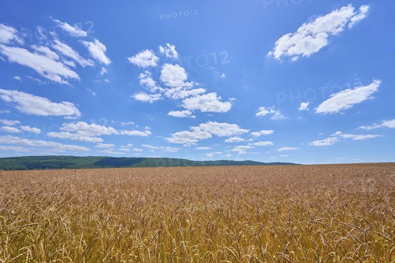 Landscape with spelt field
