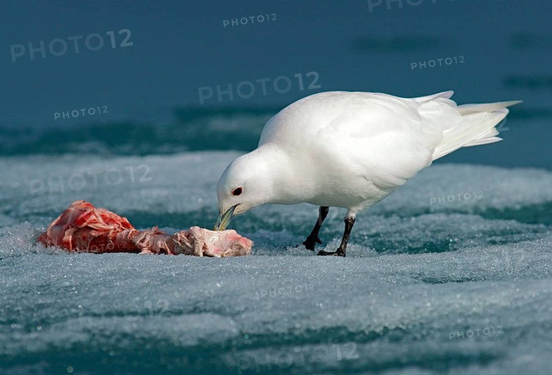 Ivory Gull